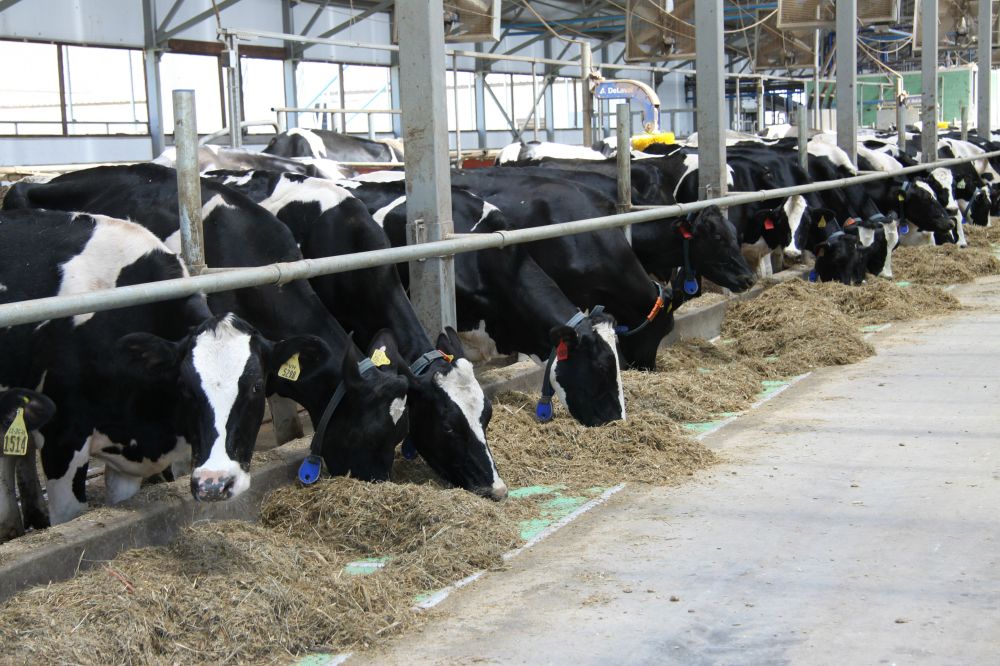 Руководство новой фермы в Карелии рассказало, как роботы будут доить коров